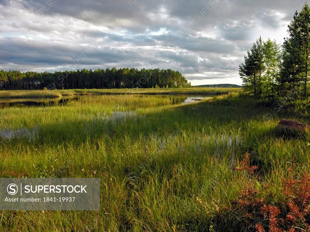 Marshland under overcast sky, Lisjoen, Norway