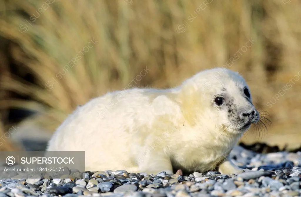 Grey Seal Pup lying on beach, Helgoland, Schleswig_Holstein, Germany