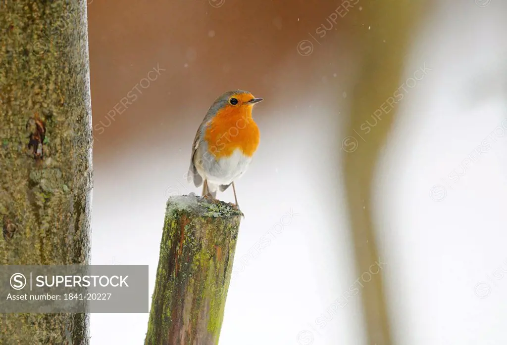 Robin redbreast Erithacus rubecula sitting on a branch, Bavaria, Germany, close_up