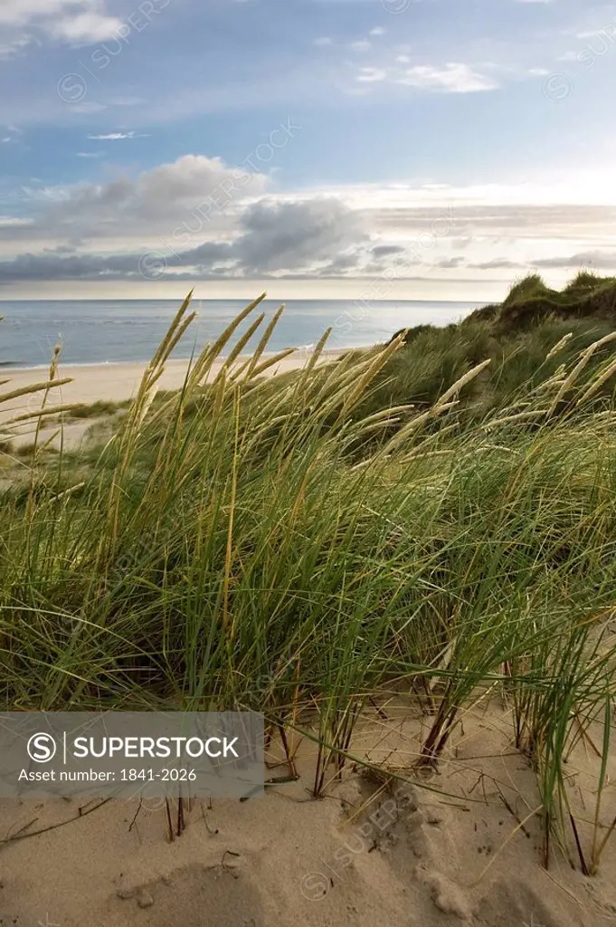 Marram grasses at sand dunes of the North Sea coast, Ellenbogen, Sylt, Germany