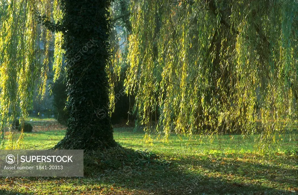 Weeping Willow tree in garden