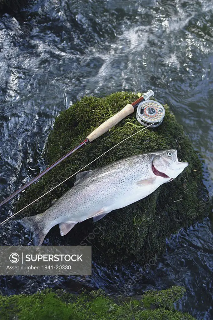 High angle view of dead fish with fishing rod