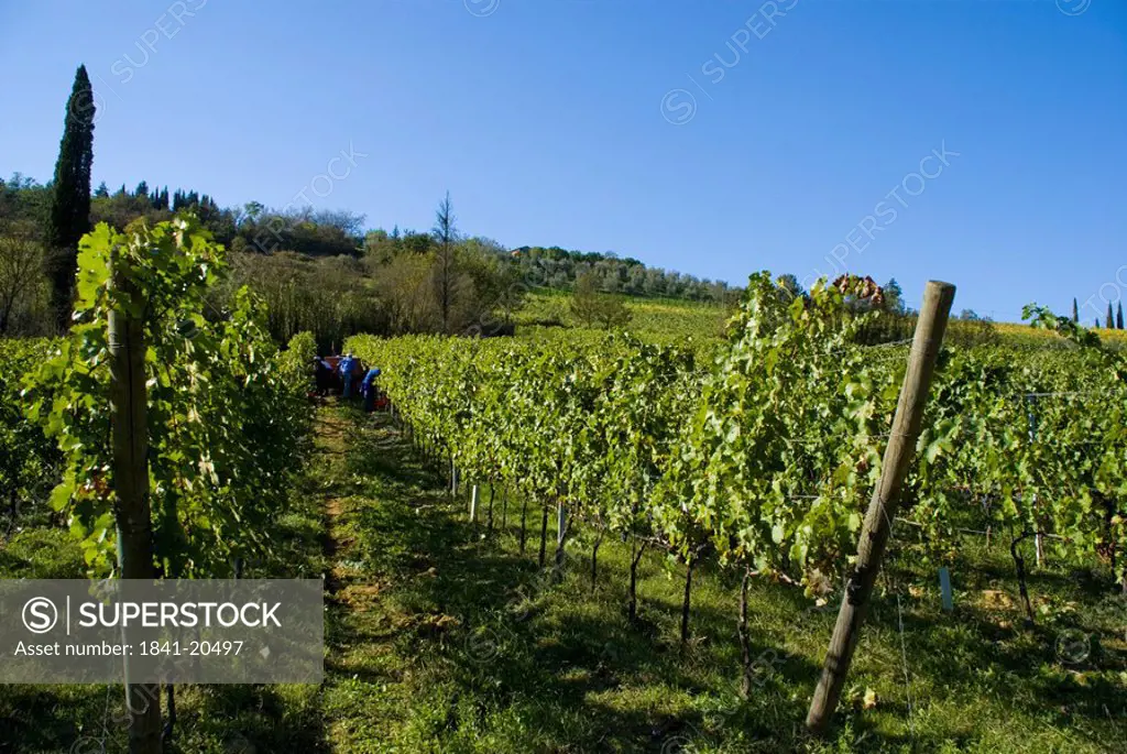 Crop in vineyard, Montepulciano, Tuscany, Italy
