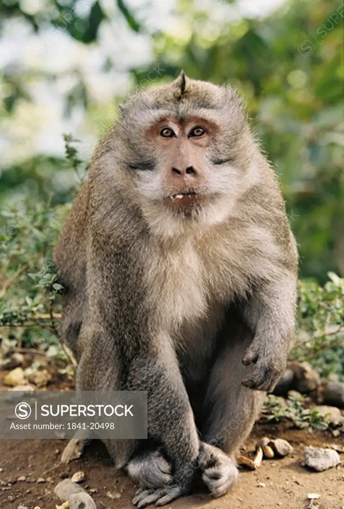 Close_up of macaque in forest, Lesser Sunda Islands, Bali, Indonesia