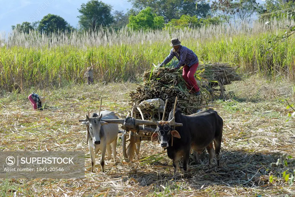 Farmer on loading sugarcanes on bullcart in field, Myanmar