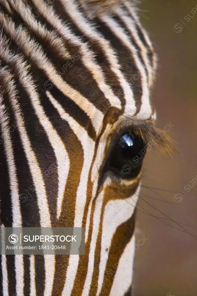 Close_up of eye of Burchell´s zebra Equus quagga quagga