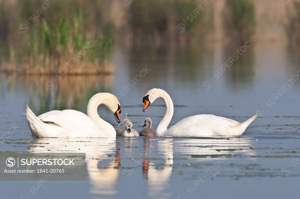 Swan family, full shot