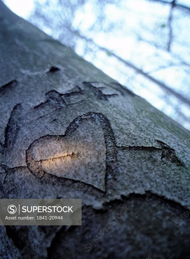 Heart shape carved on tree trunk