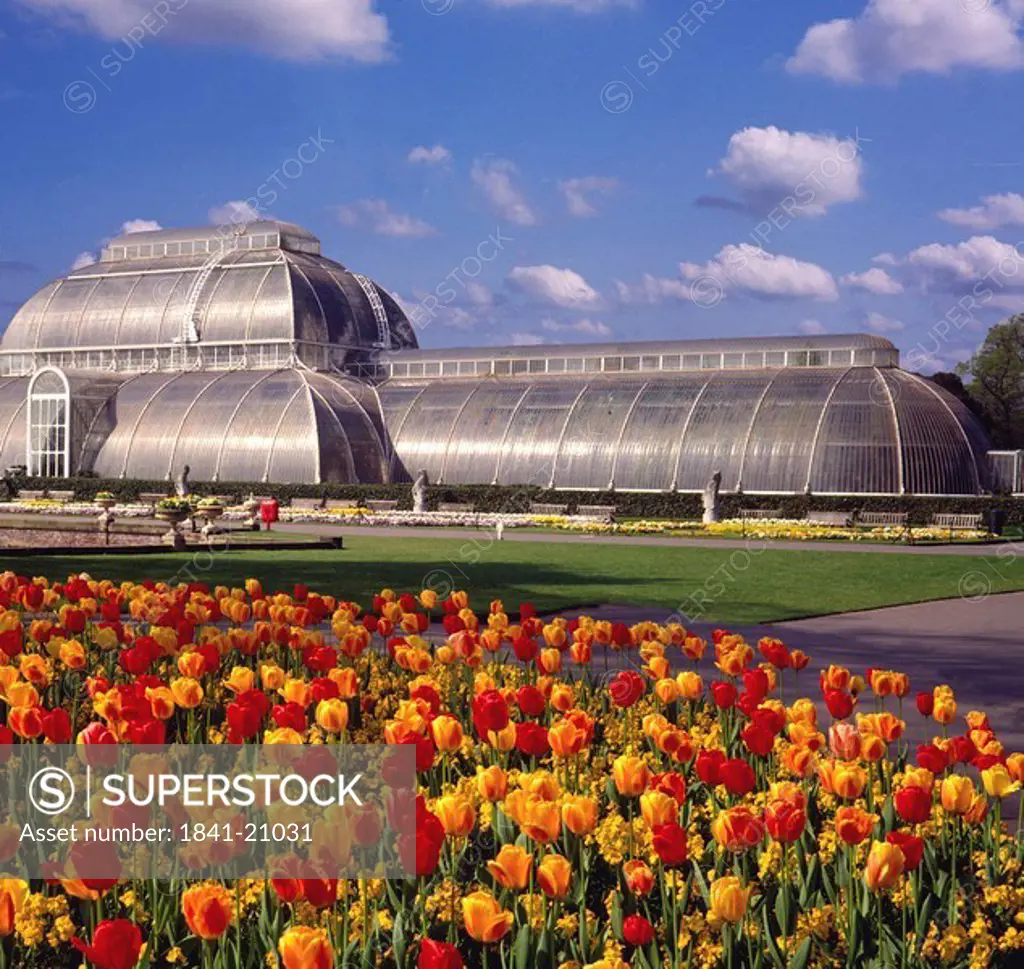Tulips in front of house, Kew Gardens, London, France, Europe