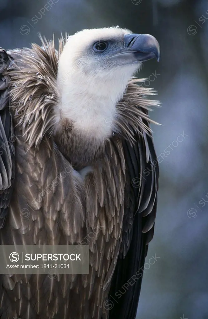 Close_up of vulture, Bavaria, Germany