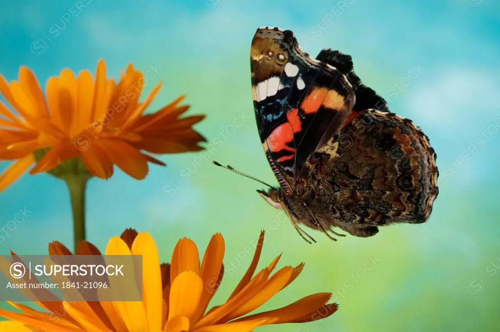 Close_up of Red Admiral Vanessa atalanta butterfly hovering over marigold flower