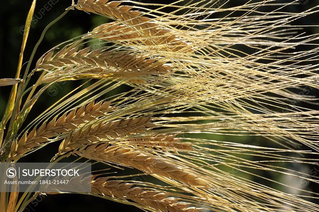 Close_up of ears of wheat