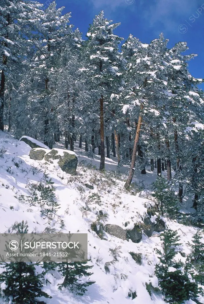 Snowy pine trees in winter, Navacerrada, Community Of Madrid, Spain