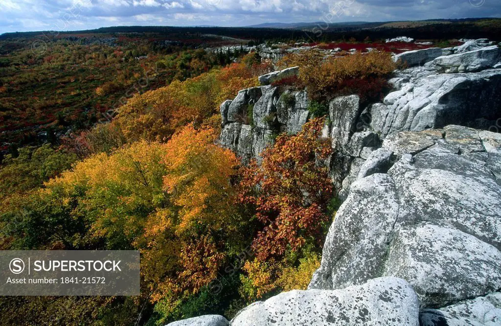 Autumnal trees in forest, Dolly Sods Wilderness, West Virginia, USA