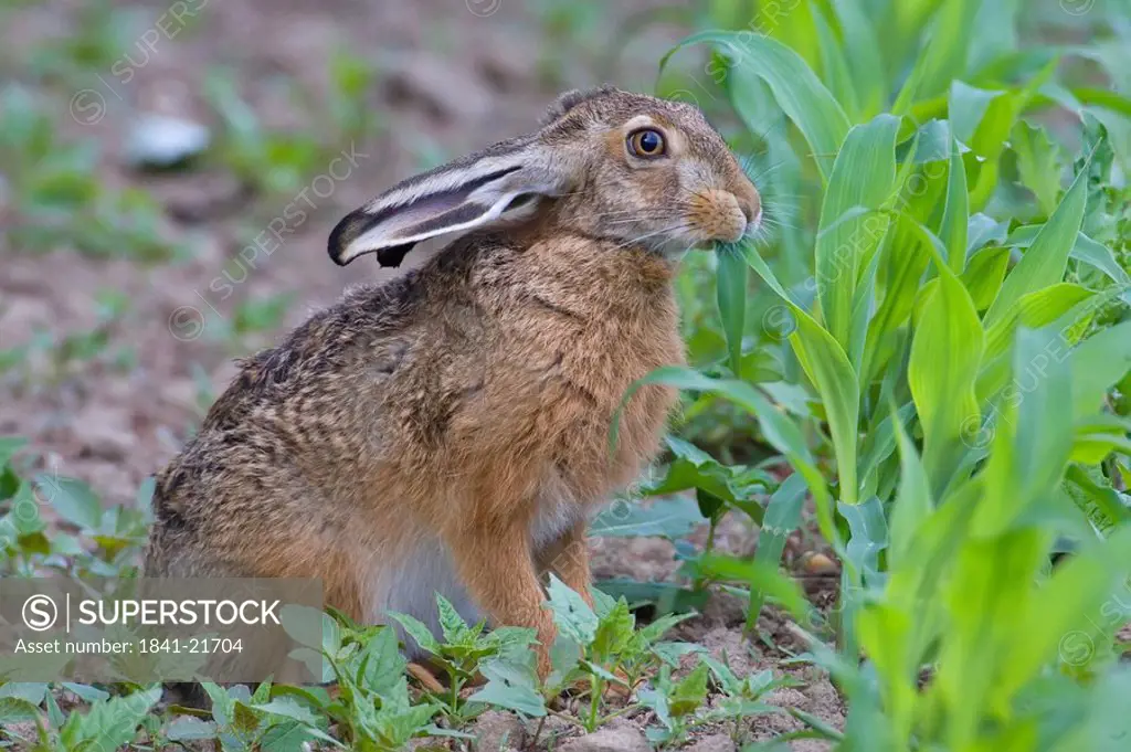 Close_up of Brown Hare Lepus capensis in field