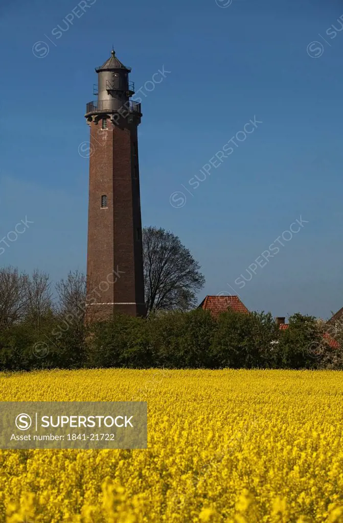 Oilseed rape field with lighthouse in background, Luebeck, Schleswig_Holstein, Germany