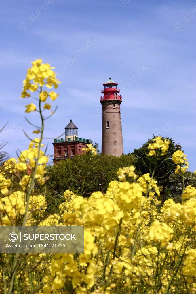 Oilseed rape field with lighthouse in background, Rugen, Mecklenburg_Vorpommern, Germany