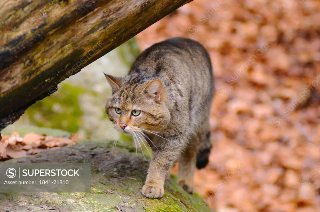 Close_up of Wildcat Felis Silvestris walking in forest
