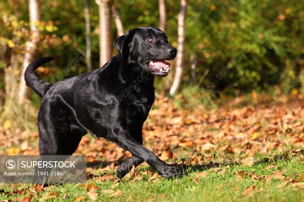 Labrador running in field