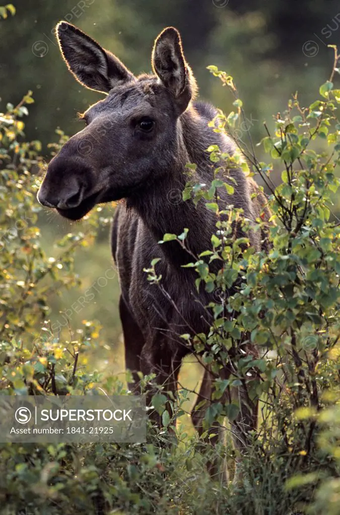 European elk Alces alces standing in forest, Skaraborgs Laen, Vaestergoetland, Vaestra Gotaland County, Sweden