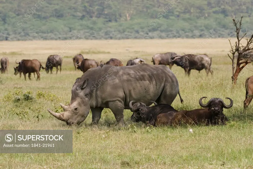 Wide_mouthed rhinoceros Ceratotherium simum among a herd of buffalos, Lake Nakuru National Park, Kenya