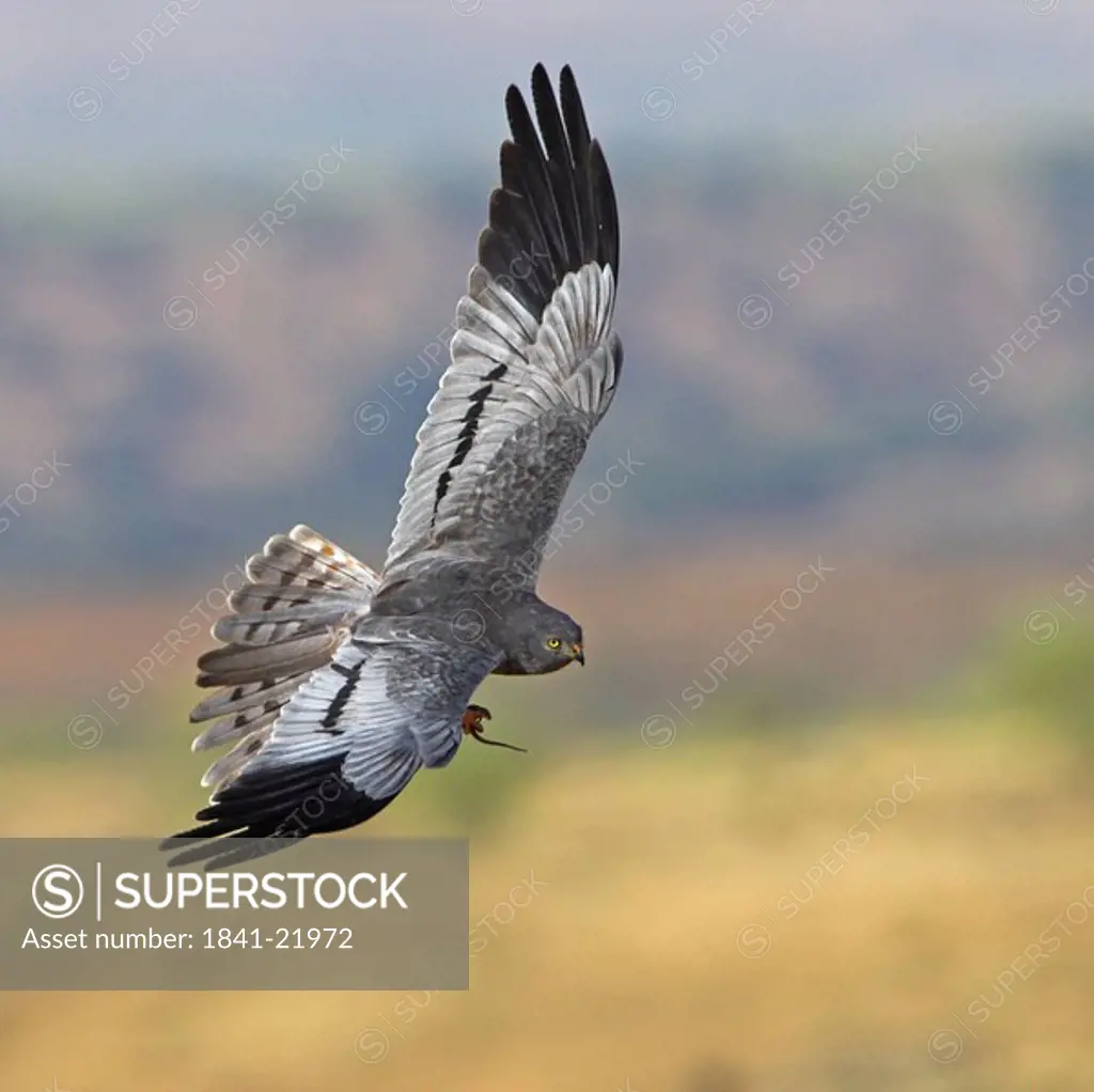 Montagues Harrier Circus pygargus airborne with prey