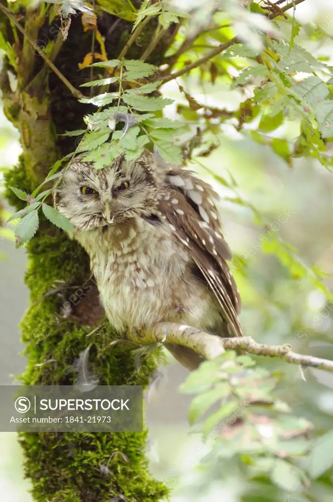 Close_up of a Boreal Owl, Aegolius funereus