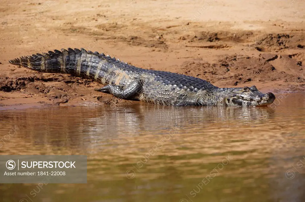 Yacare caiman Caiman yacare, Pantanal, Mato Grosso, Brazil, side view