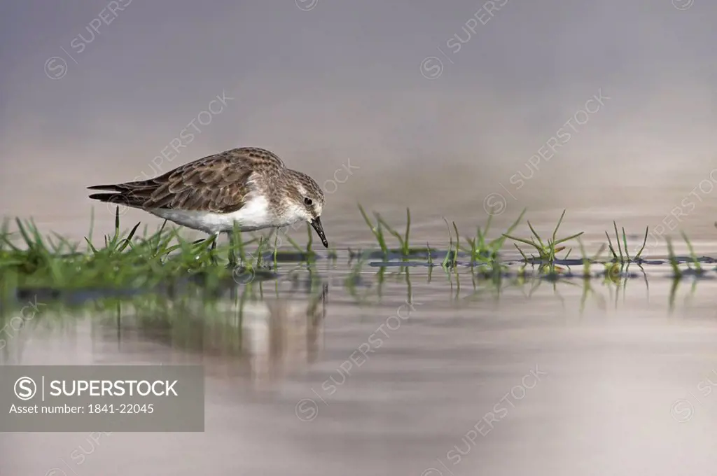 Little Stint Calidris minuta standing in shallow water, side view