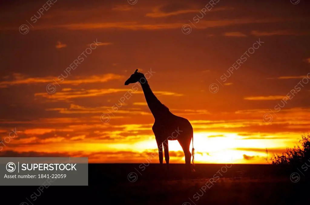 Masai giraffe Giraffa camelopardalis tippelskirchi at sunset, Kenya, side view