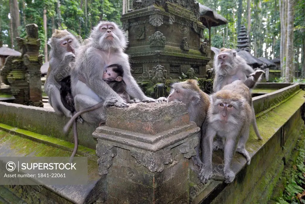 Java monkeys, Pura Bukit Sari Temple, Bali, Indonesia, Asia