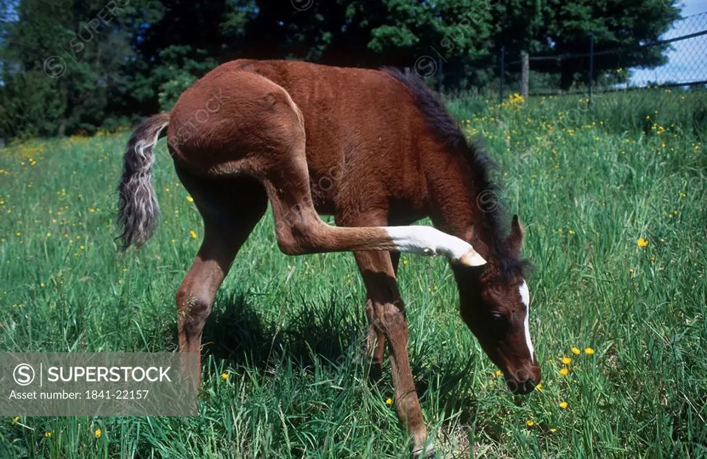 Arab foal standing in field