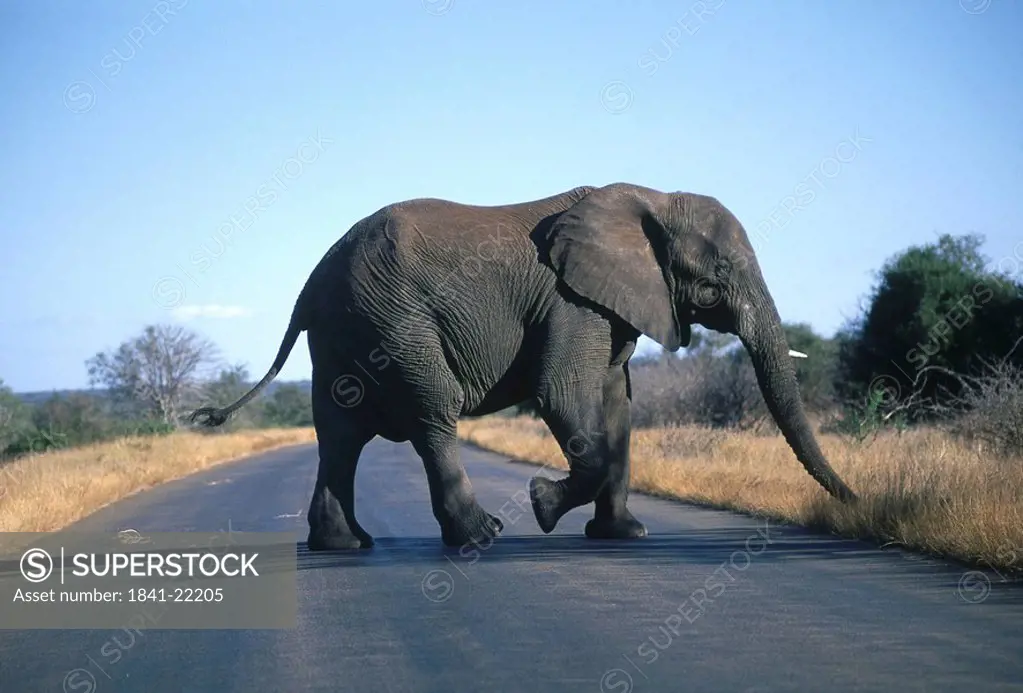African elephant Loxodonta africana crossing road