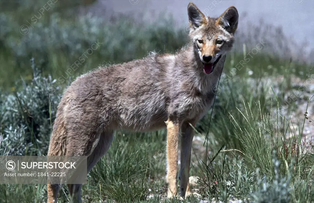 Coyote Canis latrans standing in field, USA