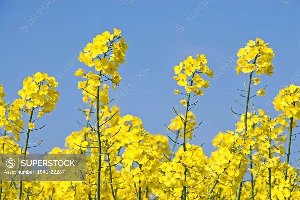 Close_up of blooming flowers of oilseed rape