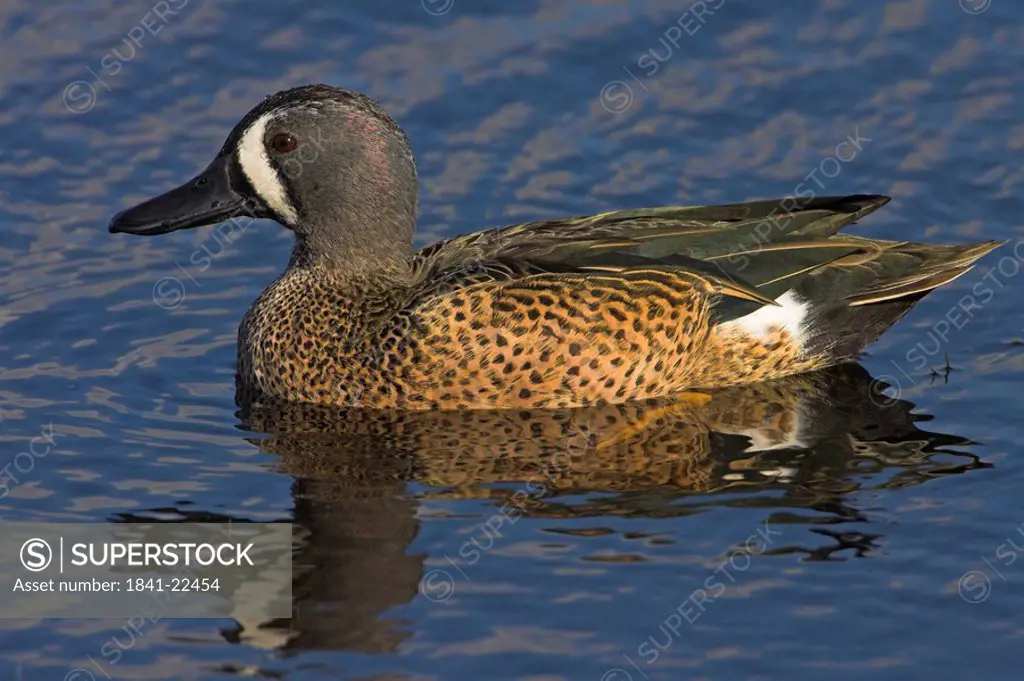 Close_up of Blue_winged Teal Anas discors duck swimming in lake