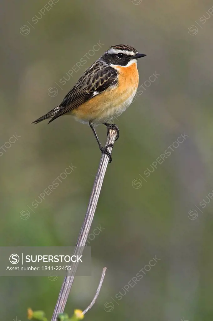Close_up of Whinchat Saxicola rubetra perching on twig