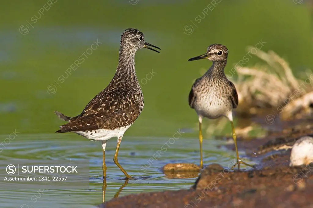 Two Wood Sandpipers Tringa glareola facing at the waters edge, low angle view