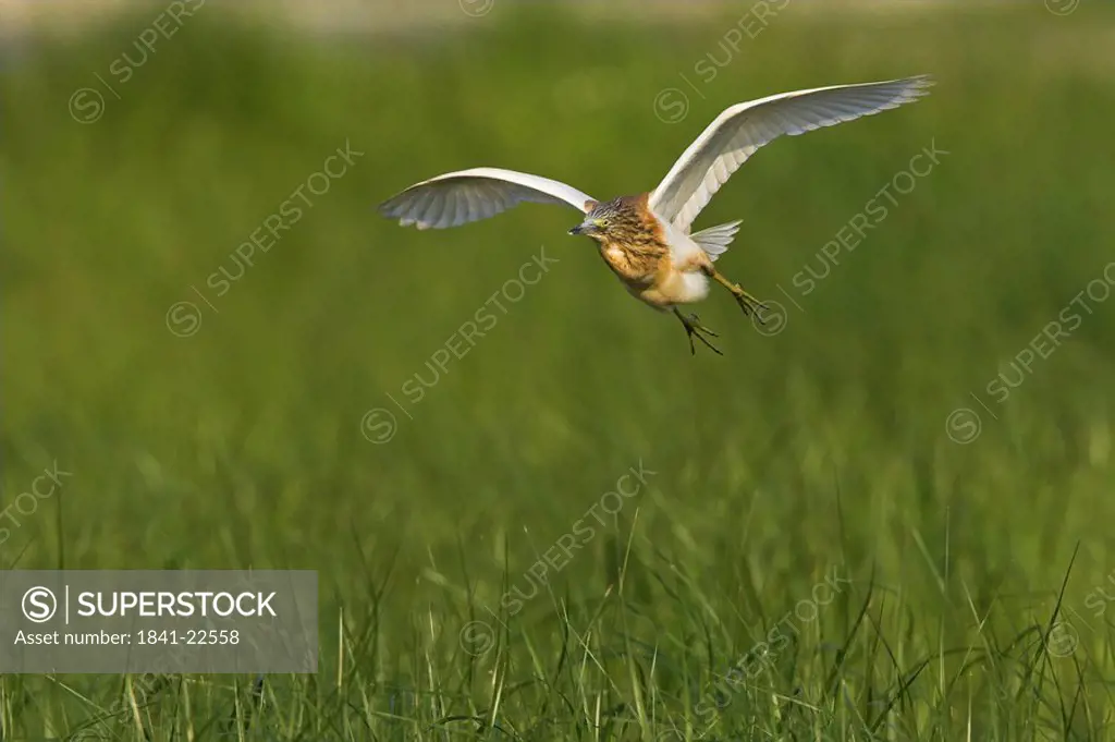 Squacco Heron Ardeola ralloides flying over reeds