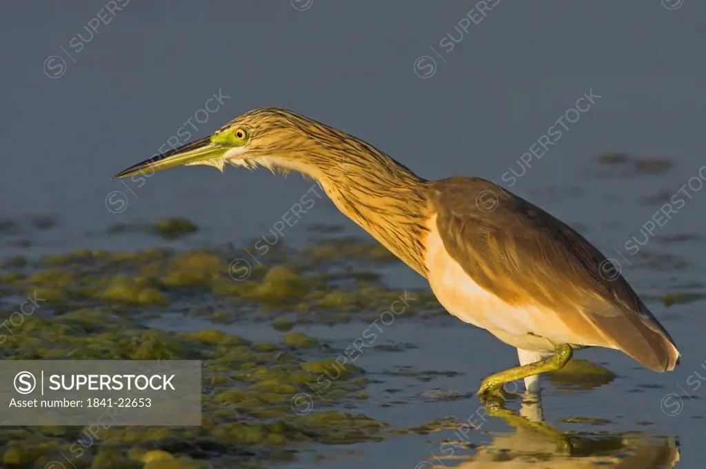 Squacco Heron Ardeola ralloides in shallow water, side view