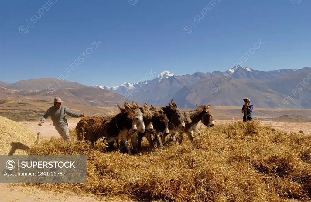 Two men herding donkeys in field, Cuzco, Peru