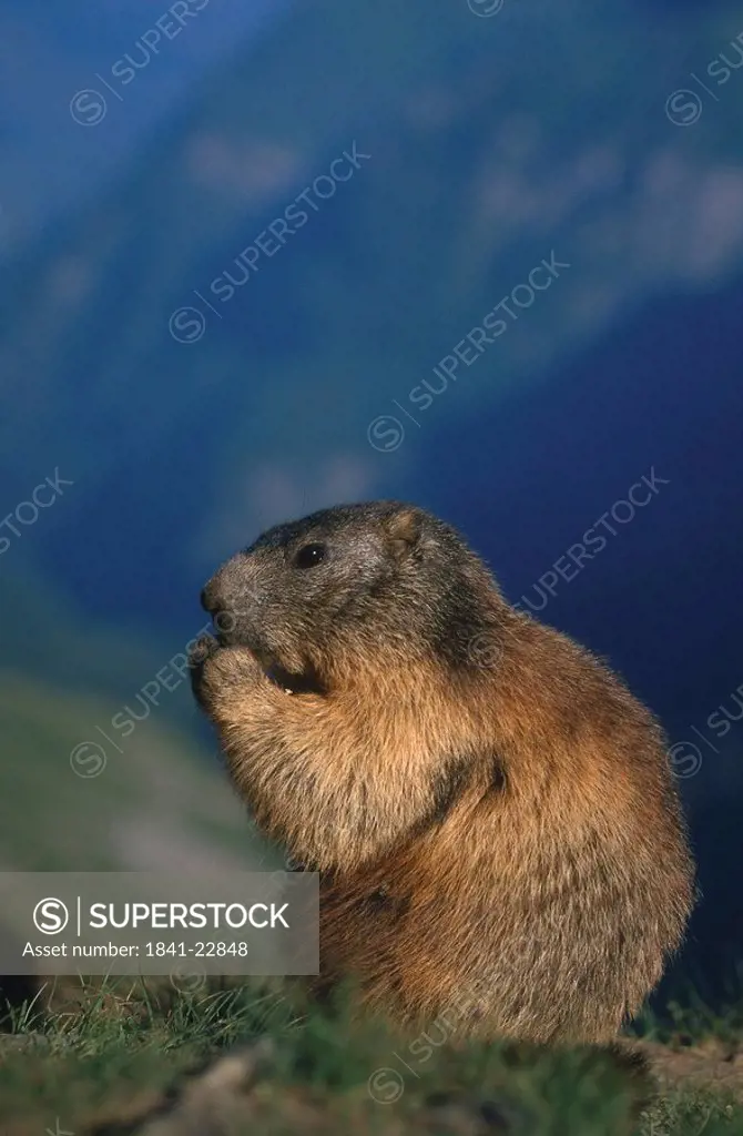 Close_up of Groundhog Marmota monax sitting on mountain