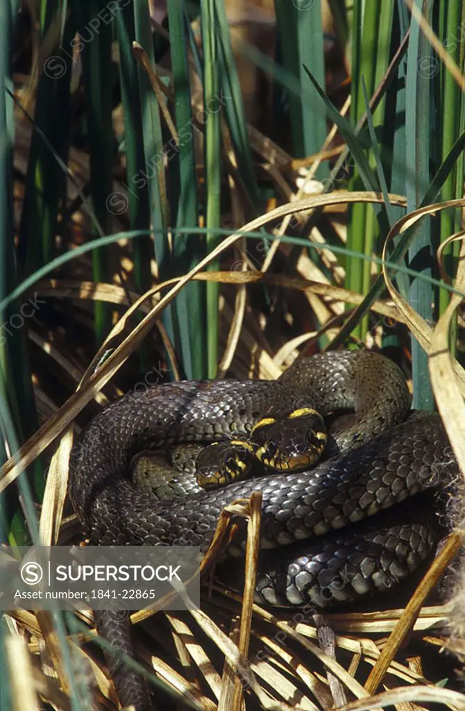 Grass Snake Natrix natrix pairing in forest