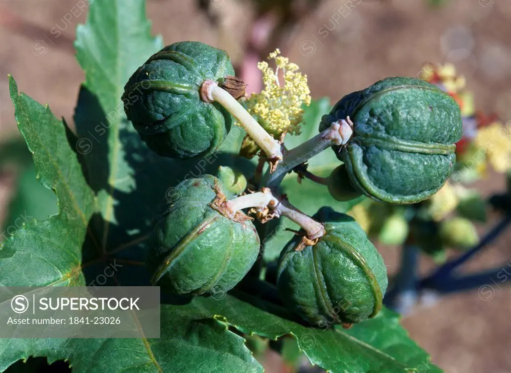 Close_up of Castor bean plant
