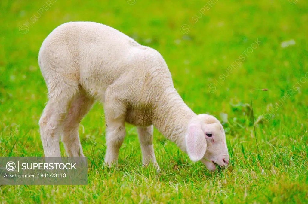 Lamb grazing grass in field