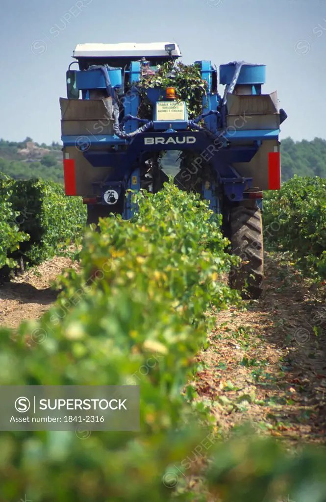 Tractor moving in vineyard, Languedoc_Roussillon, France