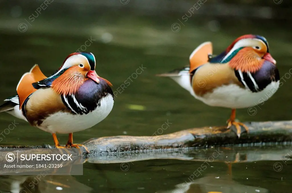 Two Mandarin Ducks Aix galericulata sitting on tree trunk, zoological garden of Augsburg, Germany
