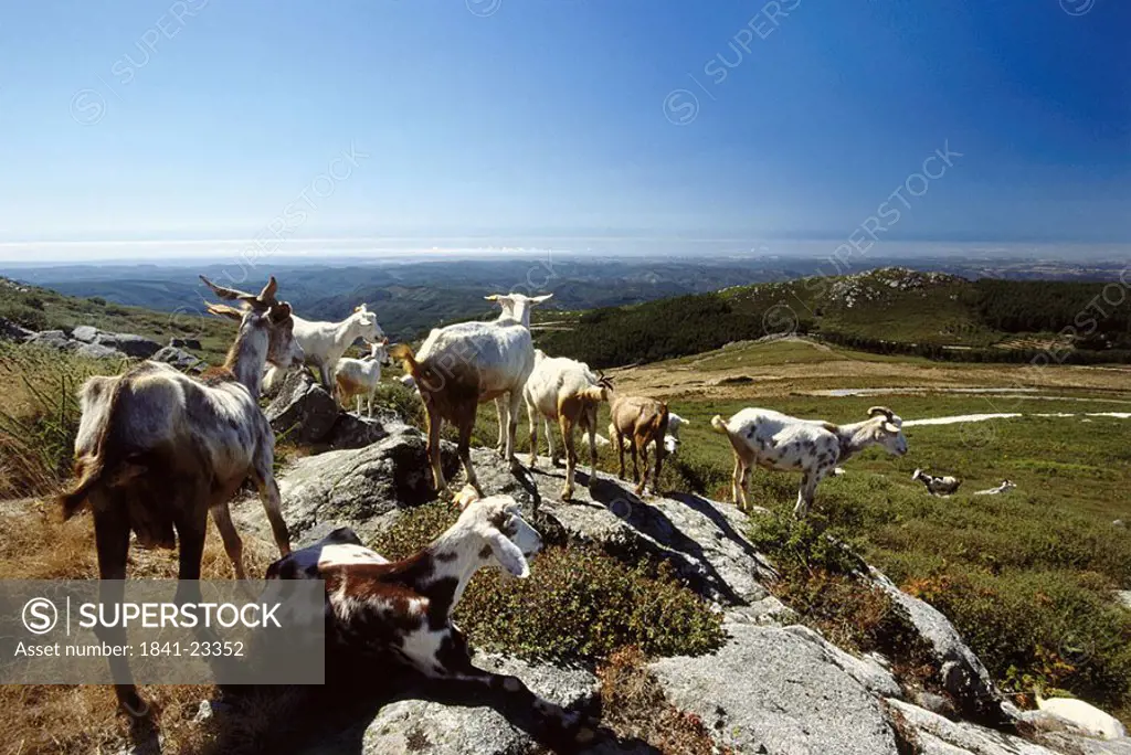Goats on hill, Algarve, Portugal