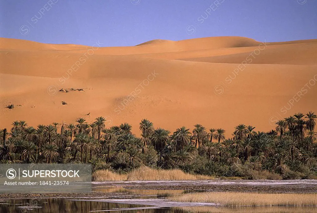 Sand dunes with palm trees in desert, Libyan Desert, Fezzan, Libya