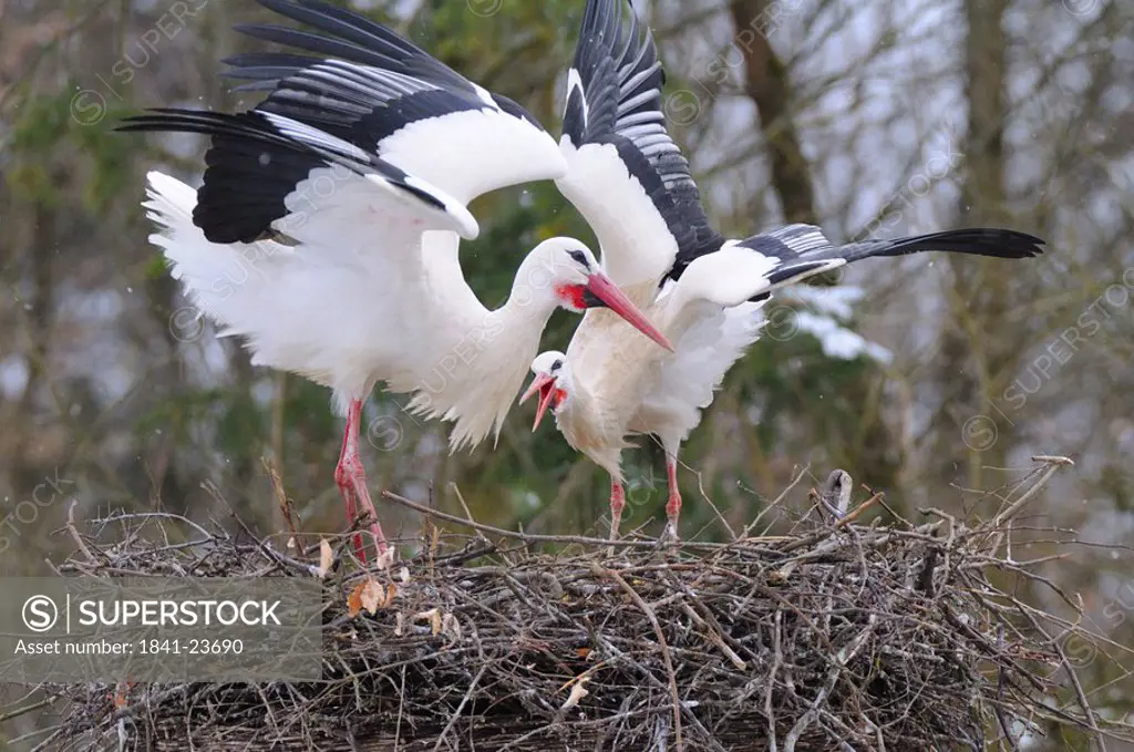 Close_up of two White Storks Ciconia ciconia spreading its wings on nest